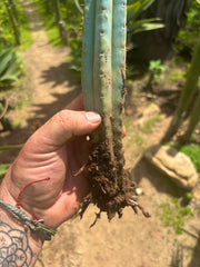 👑🌶️🌶️ Pala! — ROOTED 11” Tip