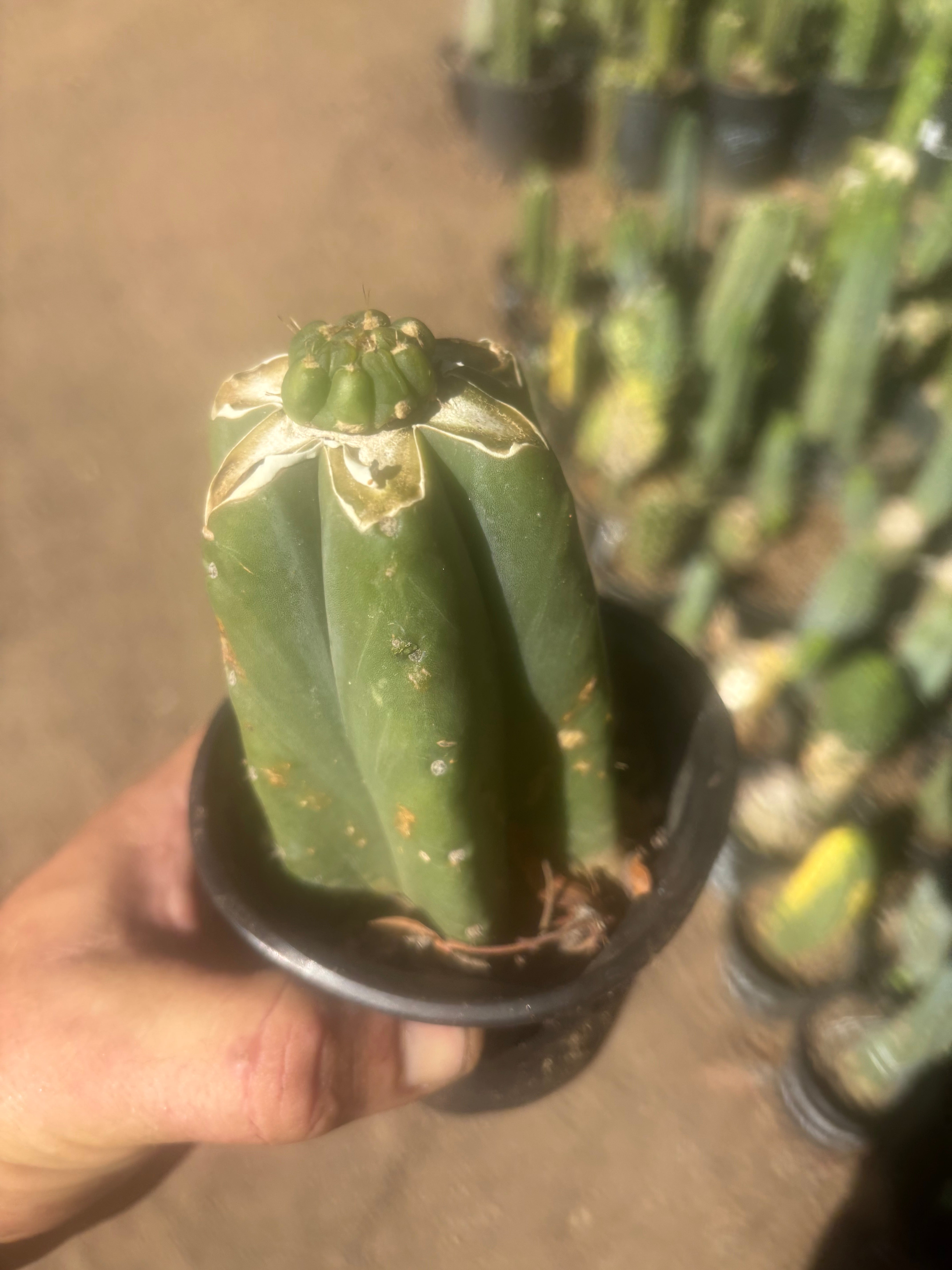 💎👑💎 Tulhuay — Rare Magenta Flower — Pup Graft on Rooted Pierre