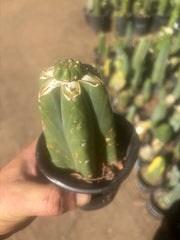 💎👑💎 Tulhuay — Rare Magenta Flower — Pup Graft on Rooted Pierre