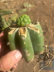 💎👑💎 Havran — Pup Graft on PC w/Roots