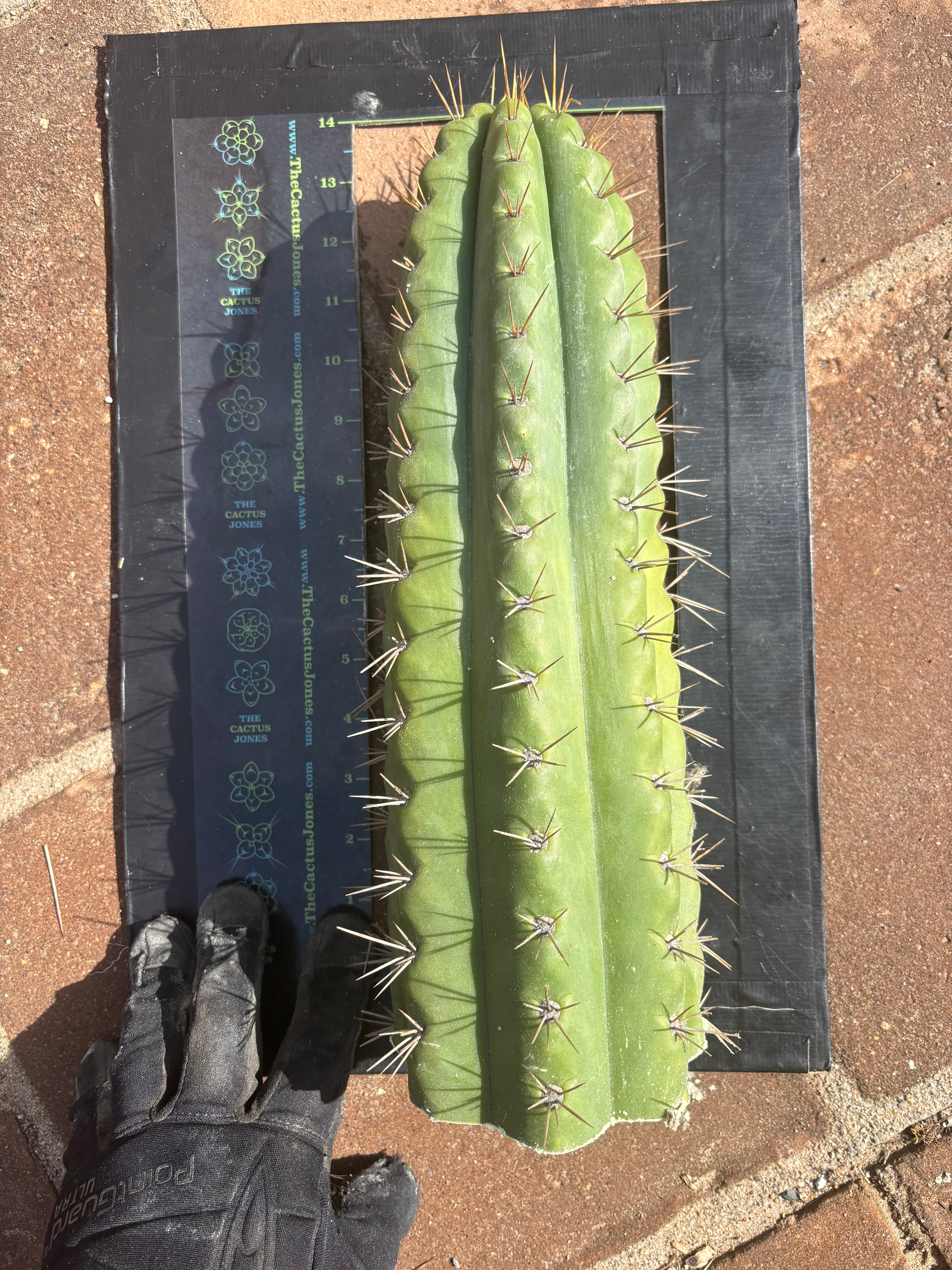 💎🌶️ SS02 x Kimura’s Spiny Giant   — Massive NOTCHY 14” Tip