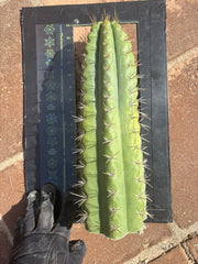 💎🌶️ SS02 x Kimura’s Spiny Giant   — Massive NOTCHY 14” Tip