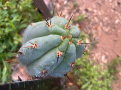 💎👑 Moonchild — FAT 8” Tip