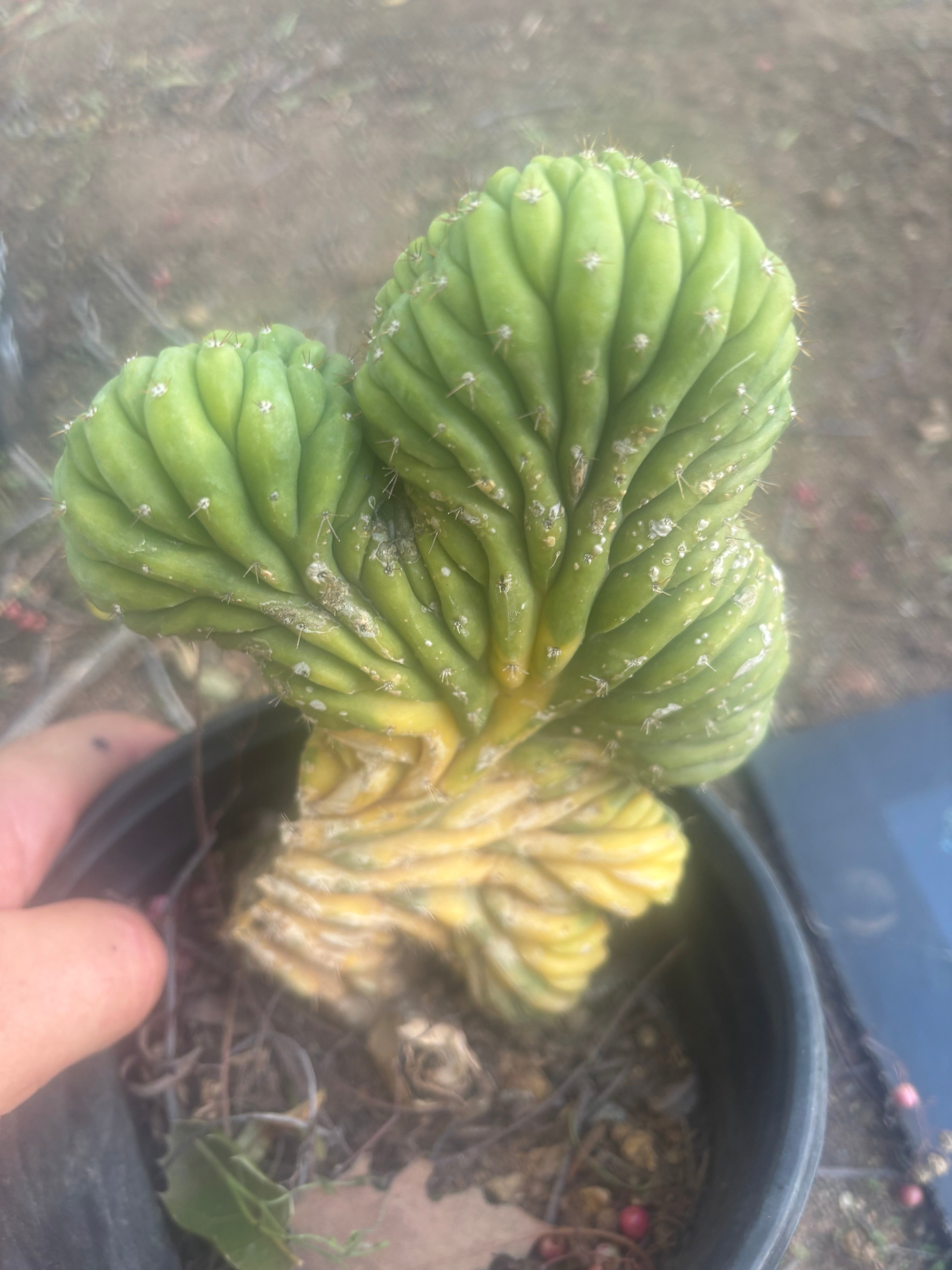 🔰💎 Crested Variegated Pachanoi, Rooted