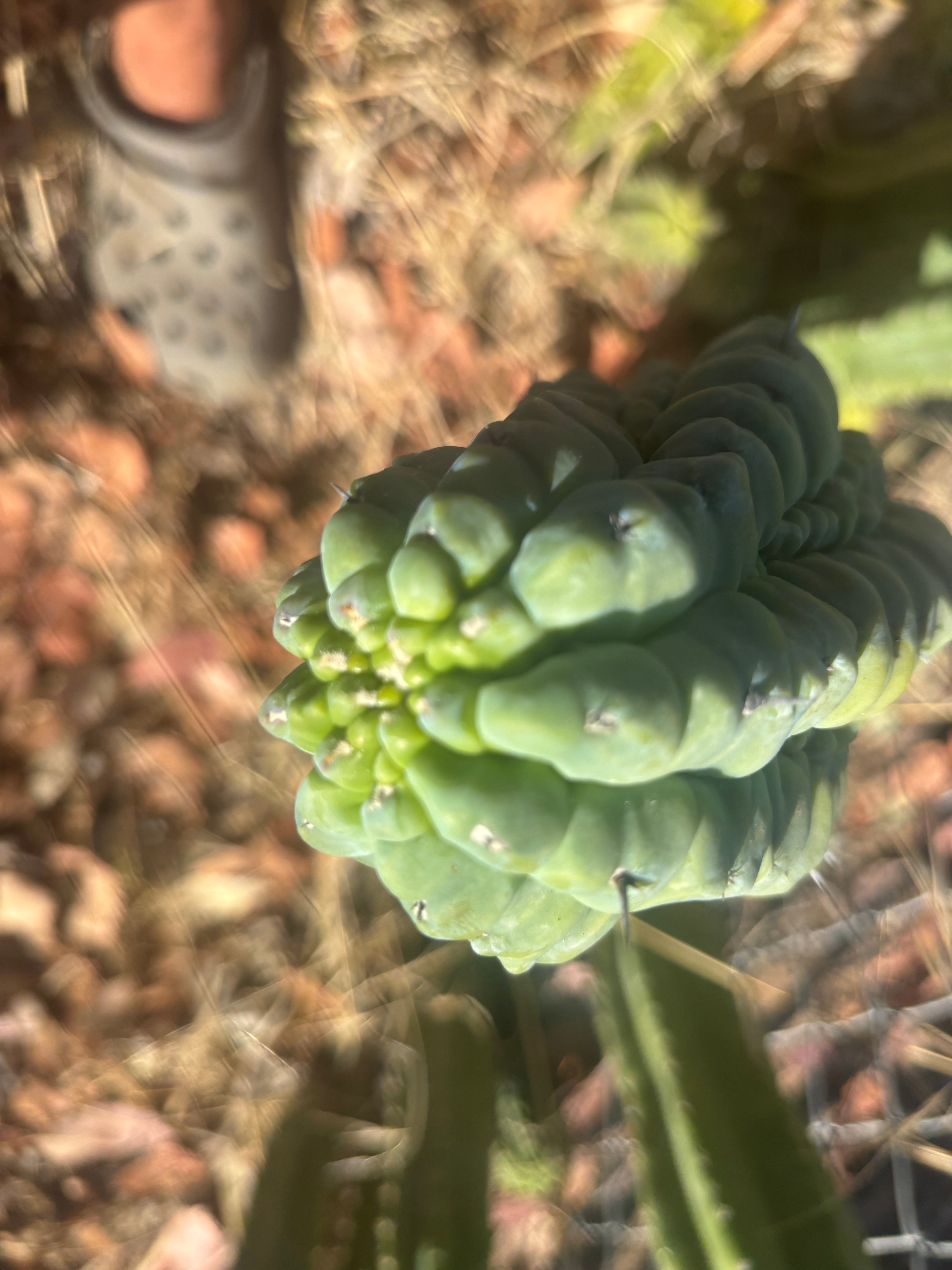 👑💎 Glorp — Another Fat XL Graft