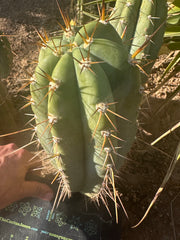 💎👑🌶️ CGG — 12” Melon