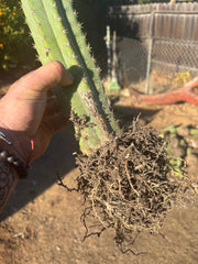 🌶️ Tipz x Super Pedro - Fully Rooted 16”