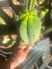 💎🌶️🌶️ NOM — 10” Tip