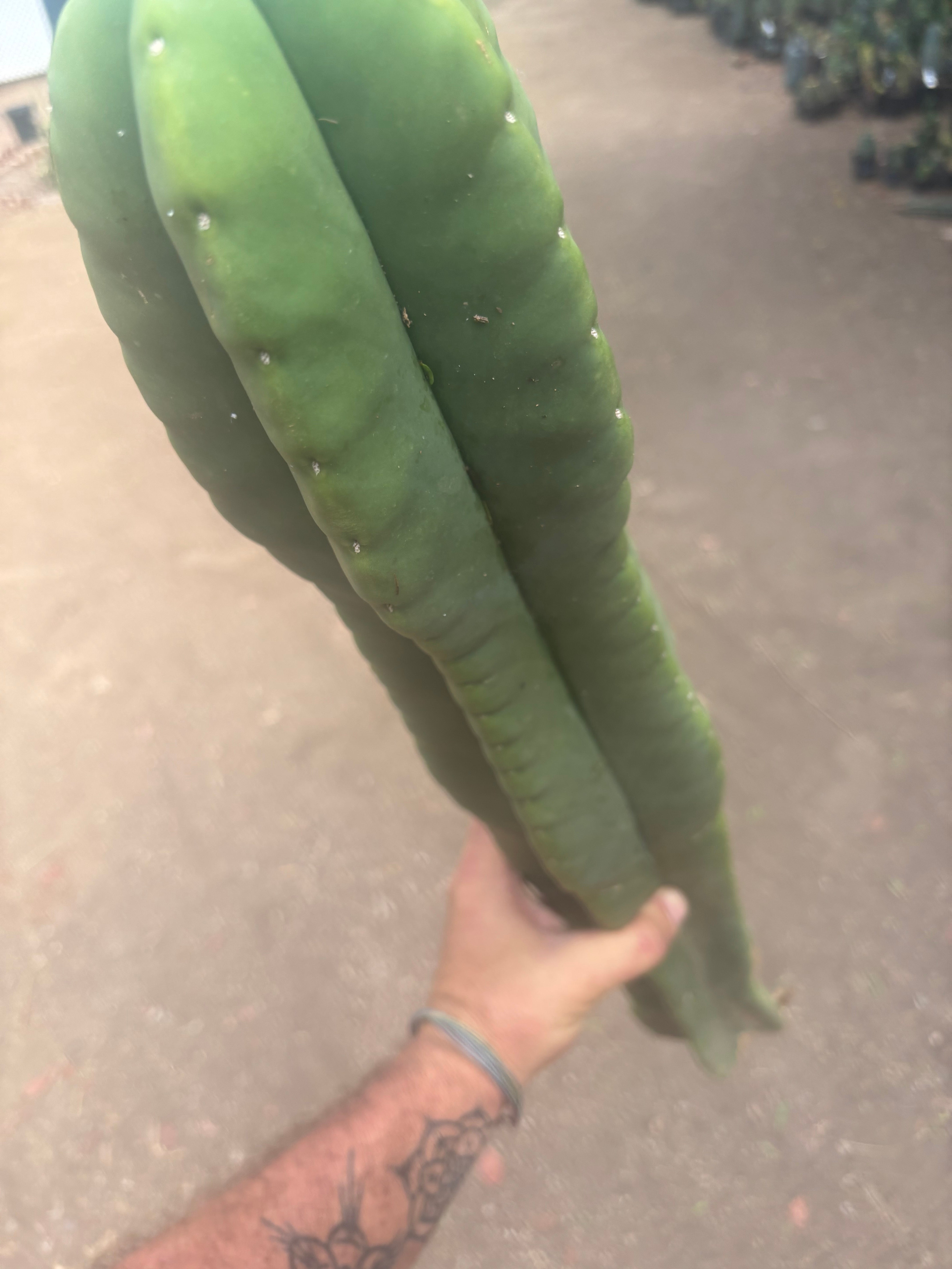 💎👑🌶️  Zulk —  Massive XXXL 32” Column