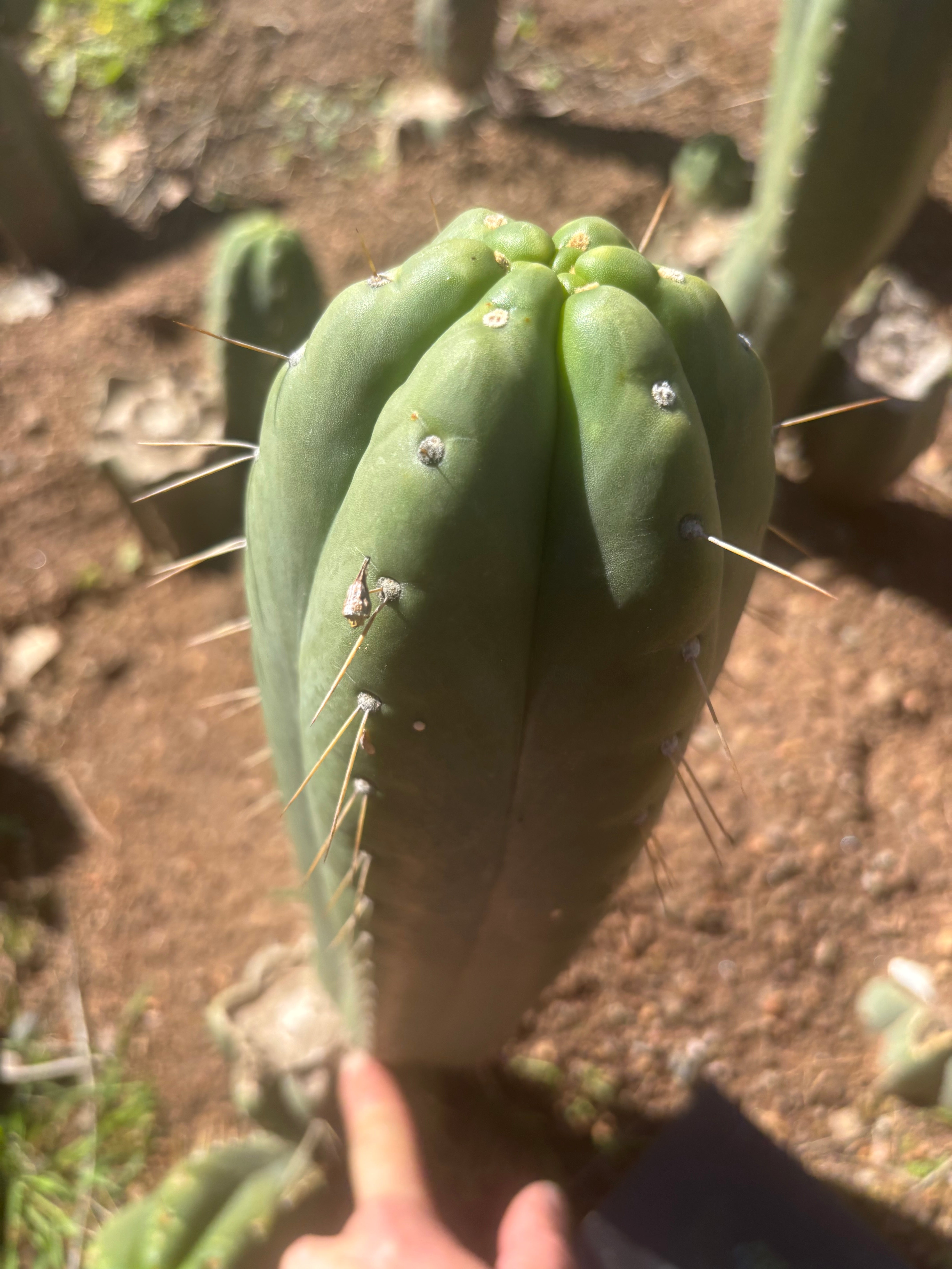 👑🌶️ Yowie — XL 13” Pup