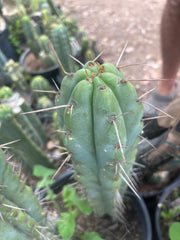💎🌶️🌶️ NOM — 8.5” Tip