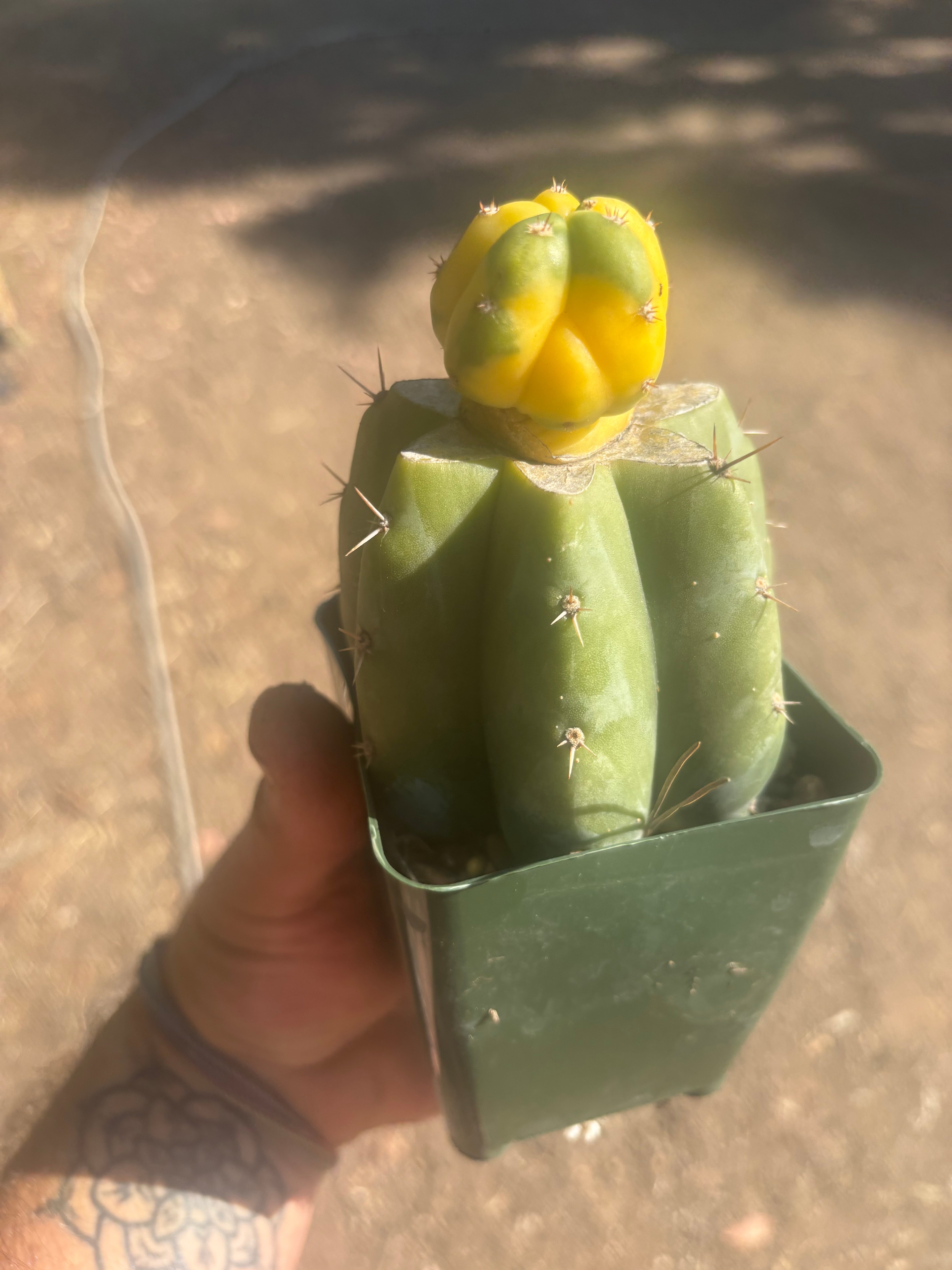 💎🔰 Ferah x Velvet, Vari #3 (FVV3)— Rooted Tip Graft