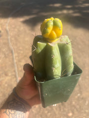 💎🔰 Ferah x Velvet, Vari #3 (FVV3)— Rooted Tip Graft