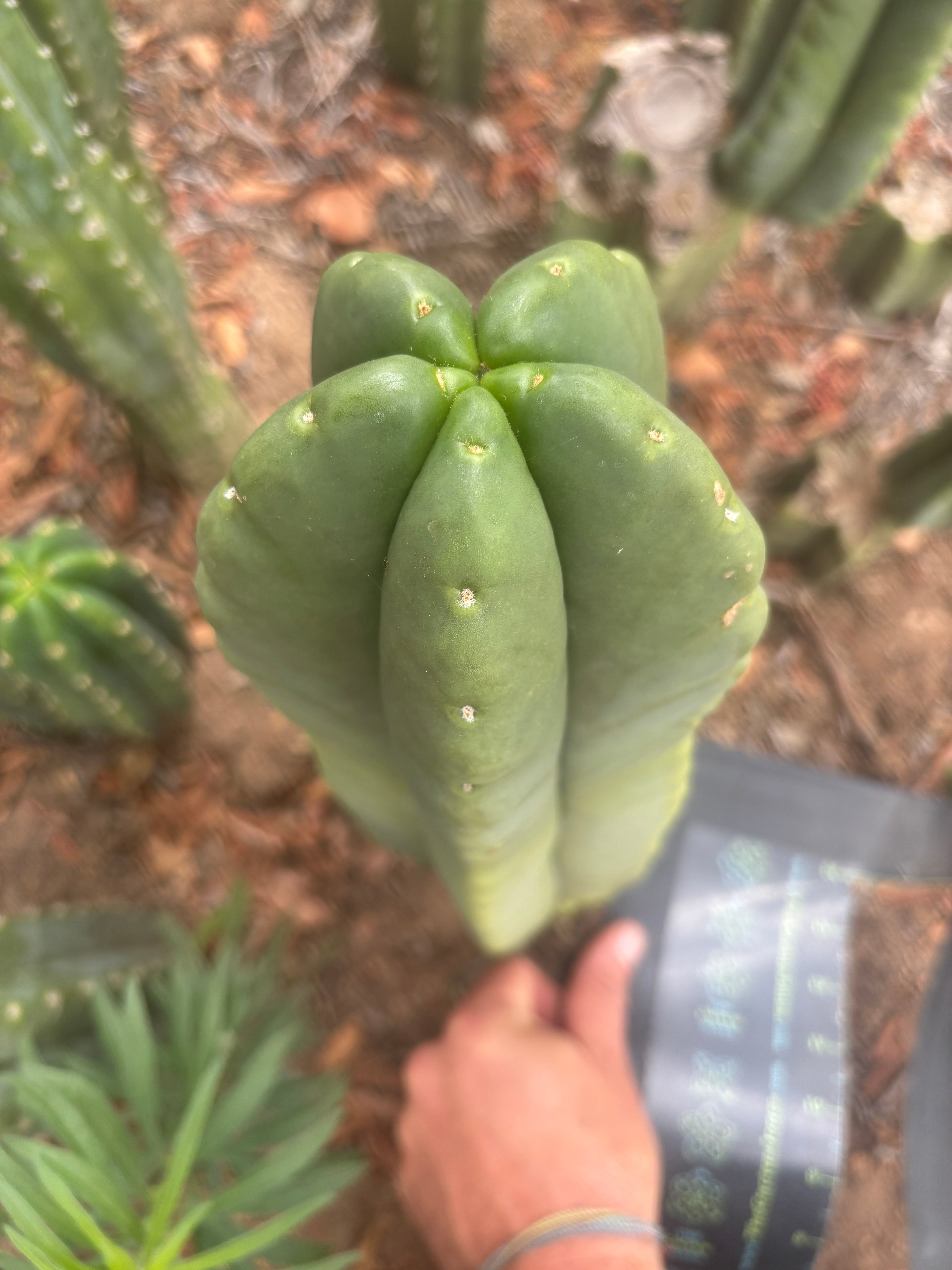 💎👑💎🌶️ Ferah — 13” Beast Pup