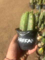 💎👑💎 Havran — Pup Grafts on Rooted Pierre (Inventory Listing)