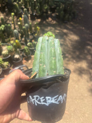 💎👑💎🌶️ CareBear — Graft on Rooted Shine01