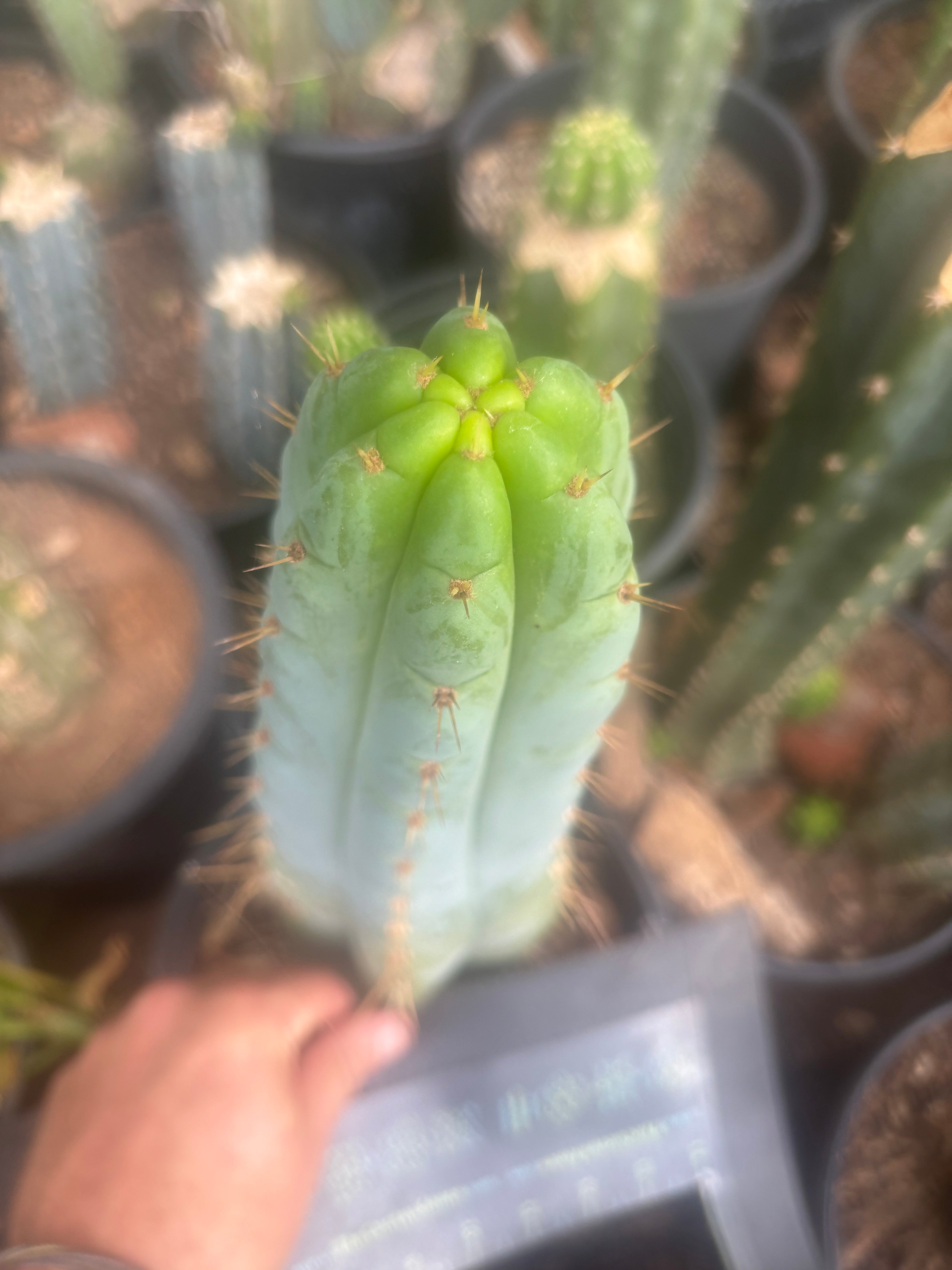 💎🌶️🌶️ NOM — XL 12” Tip