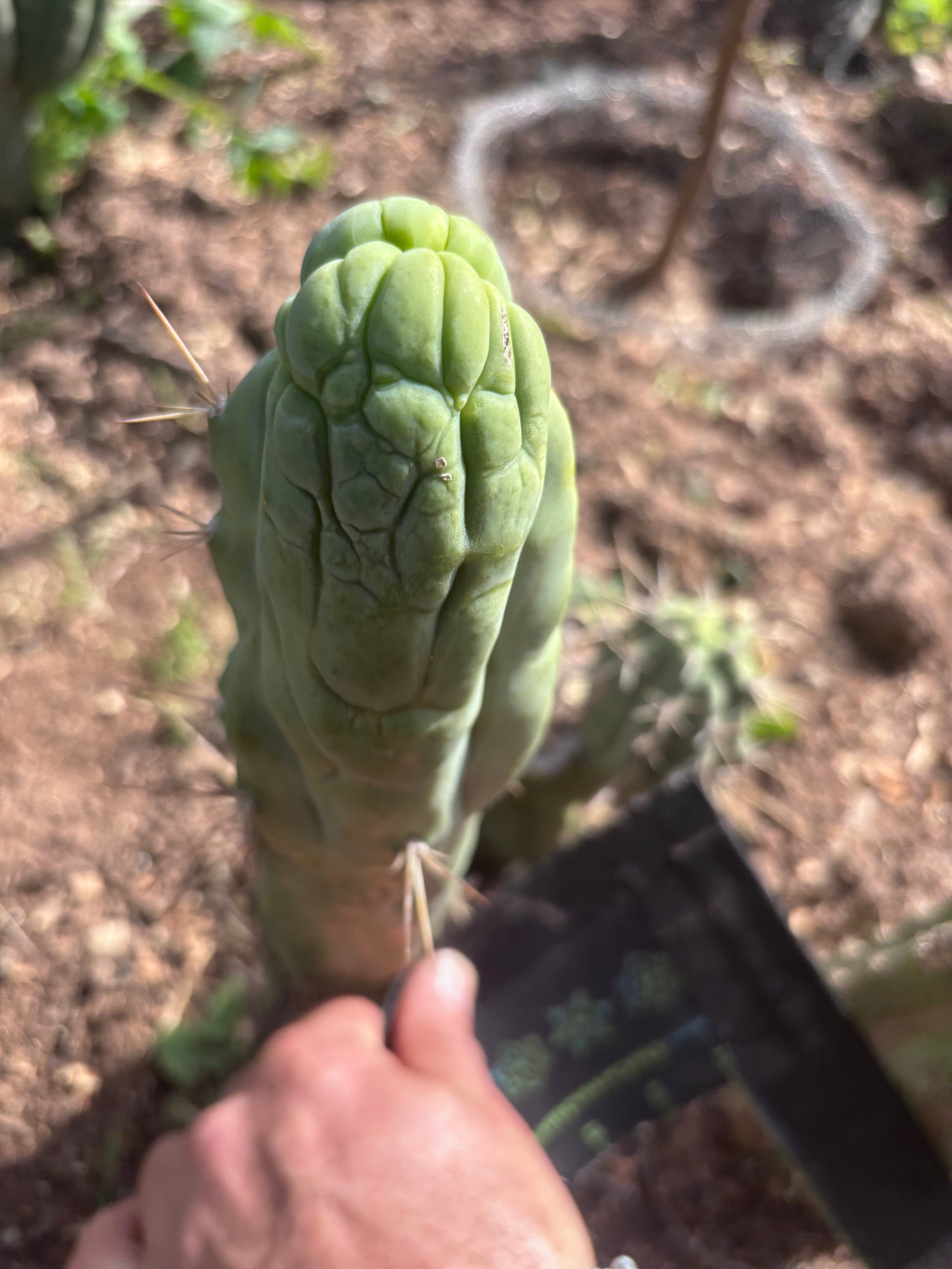 💎👑🐉 Bruce’s Dragon — 9” Tip