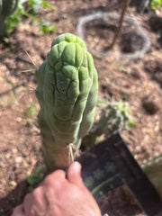 💎👑🐉 Bruce’s Dragon — 9” Tip