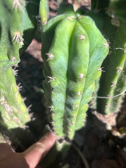 🌶️🌶️ NoidTwo — 8.5” Pup