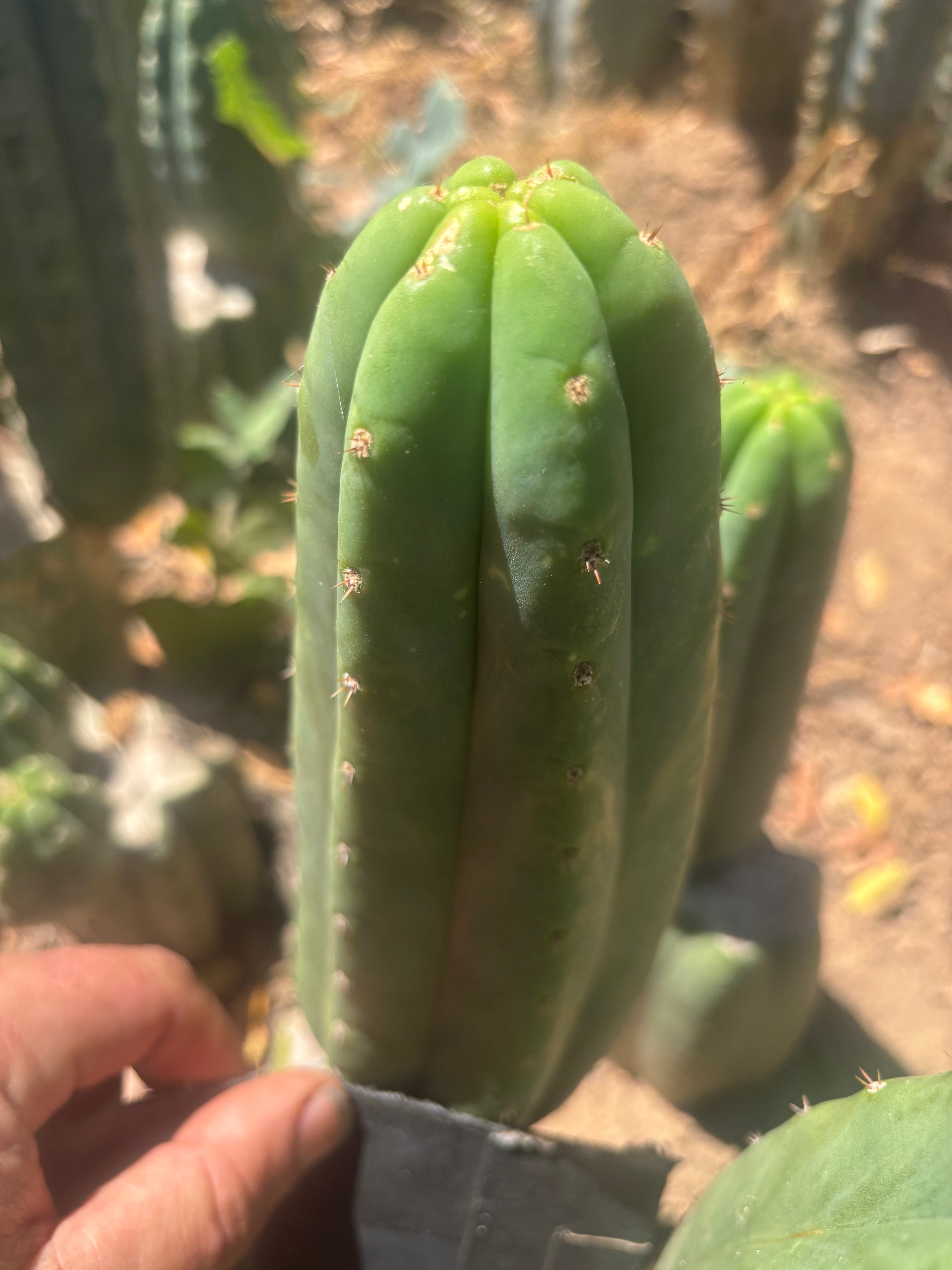 💎👑🌶️ LMP — 7” Tip