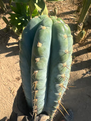 💎👑💎 Papa Smurf — XL 15” Pup