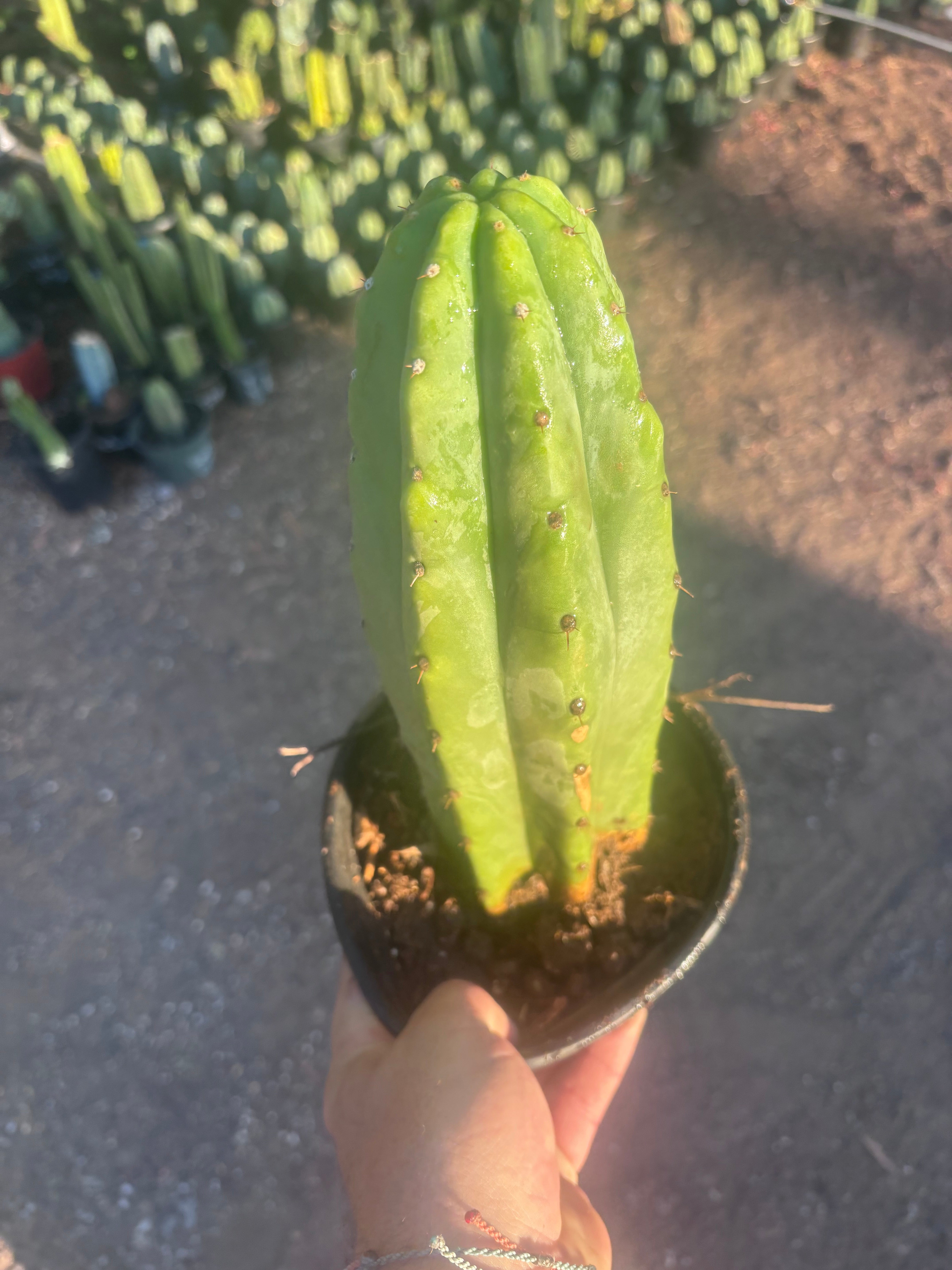 👑🌶️🌶️ Landfill — Rooted Plump 12”