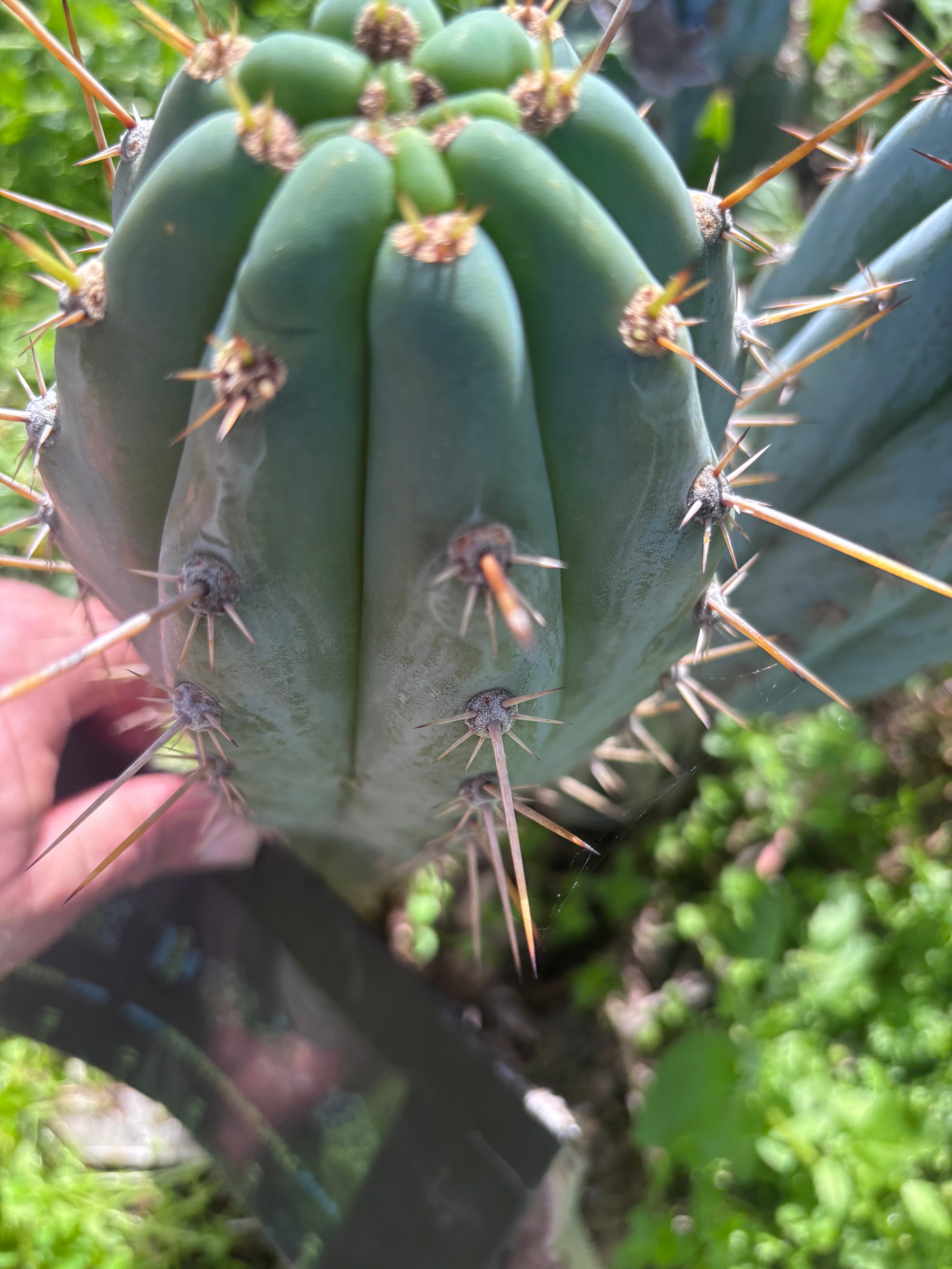 💎👑 Tripsis #2 — Chonky 7” Tip