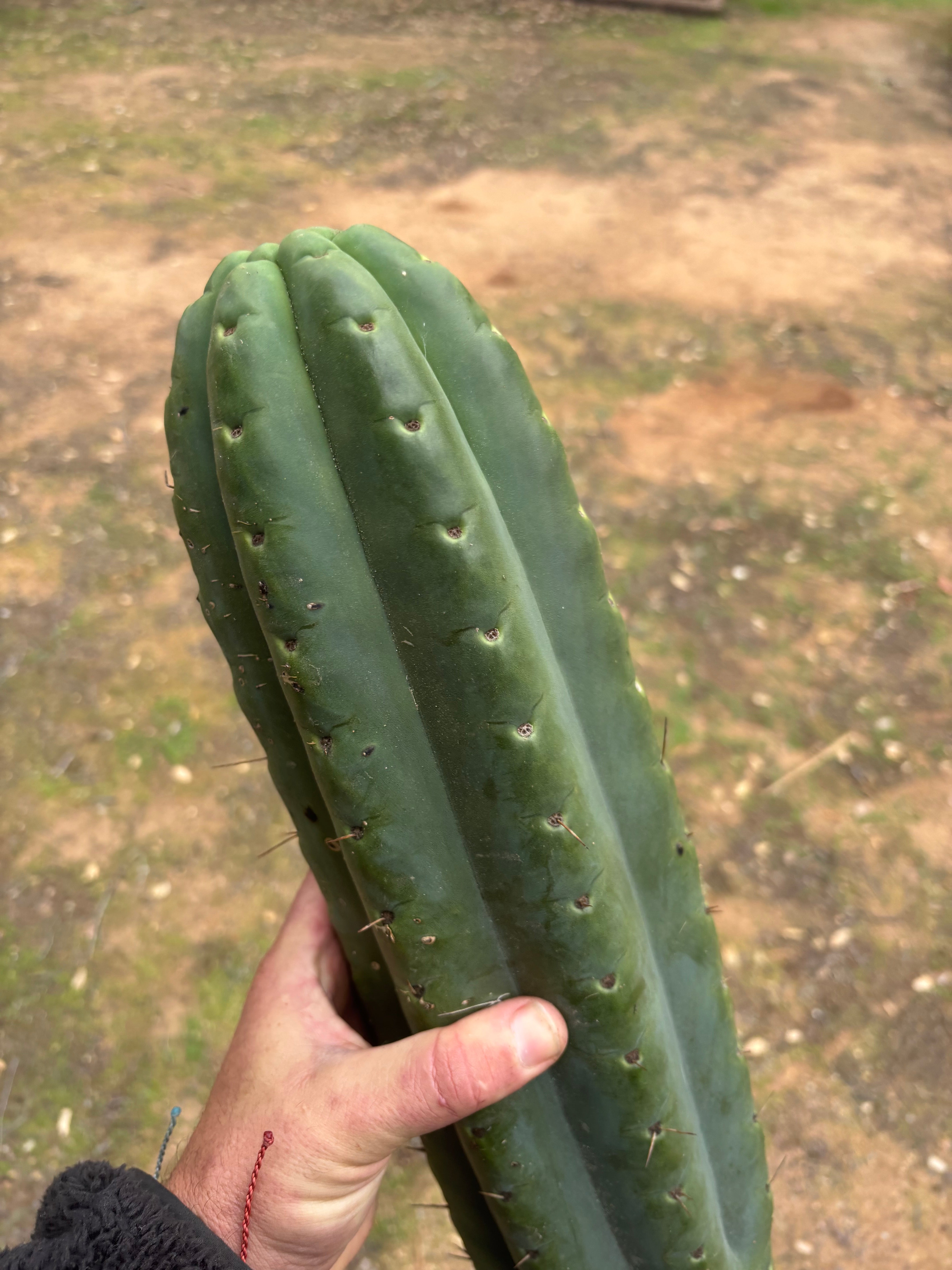 💎🌶️ SS02 x Yowie — MASSIVE 15” Tip