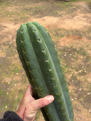 💎🌶️ SS02 x Yowie — MASSIVE 15” Tip