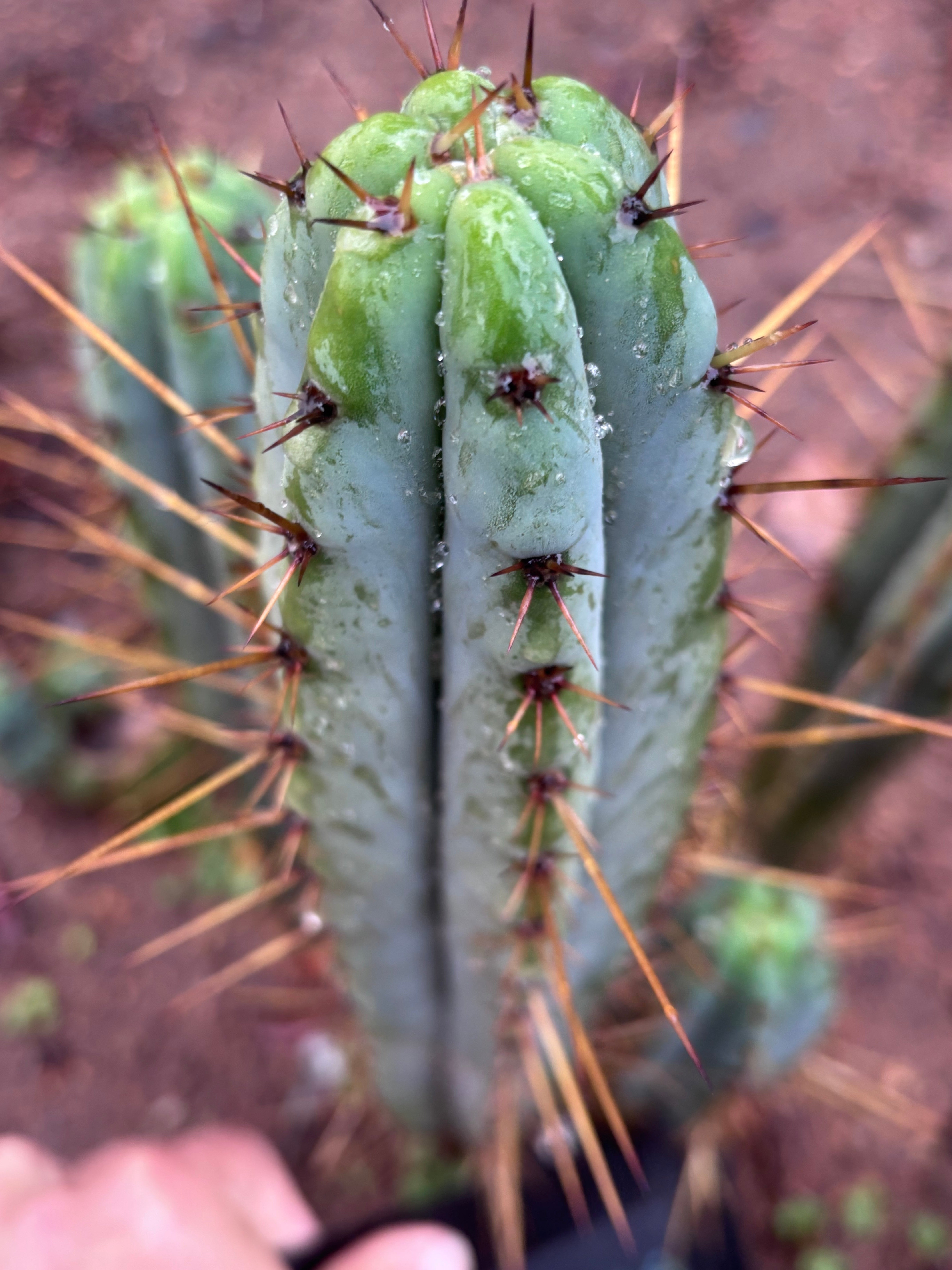 👑🌶️ DeLorean — XL 14” Pup