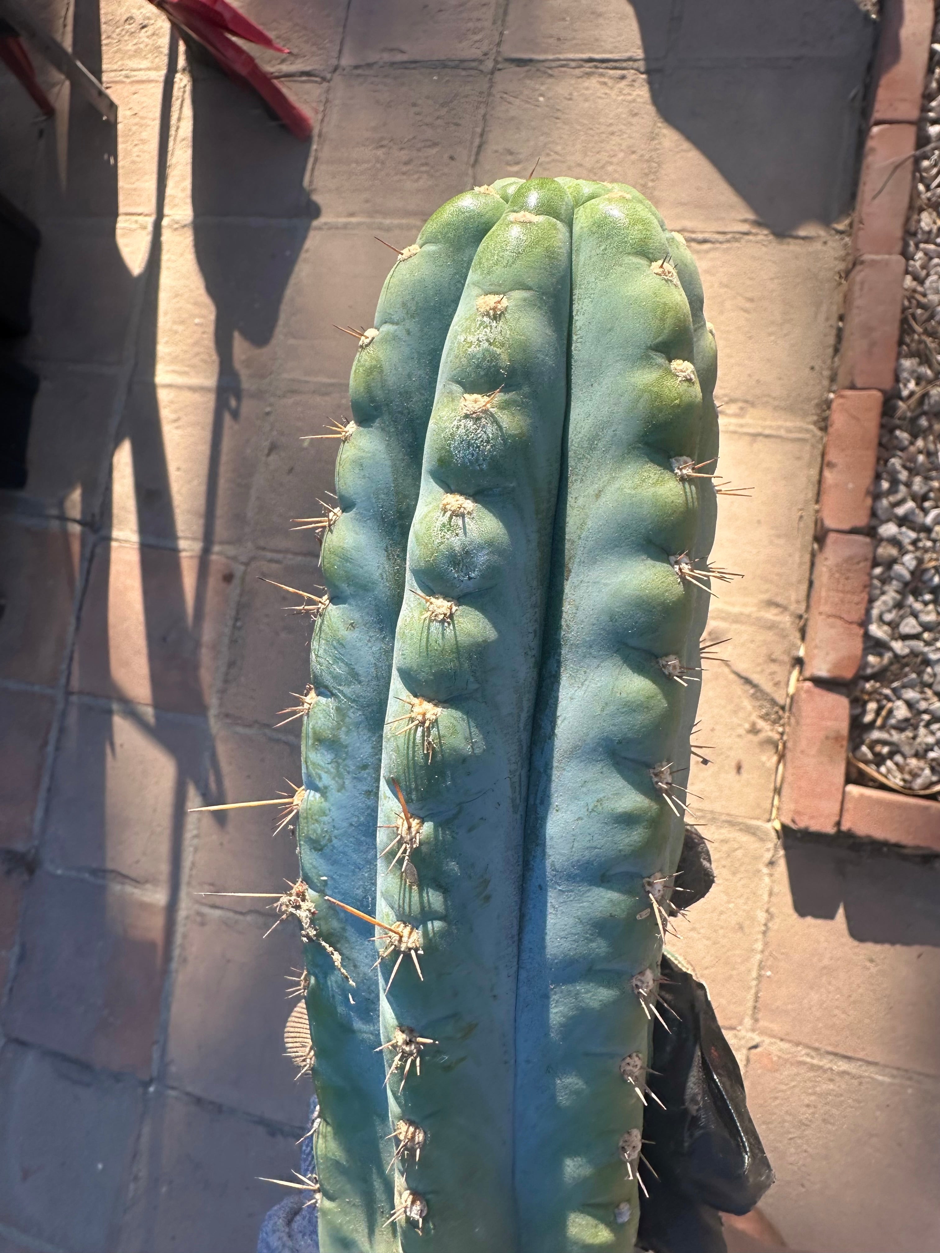 💎👑💎 Papa Smurf — XL 15” Pup