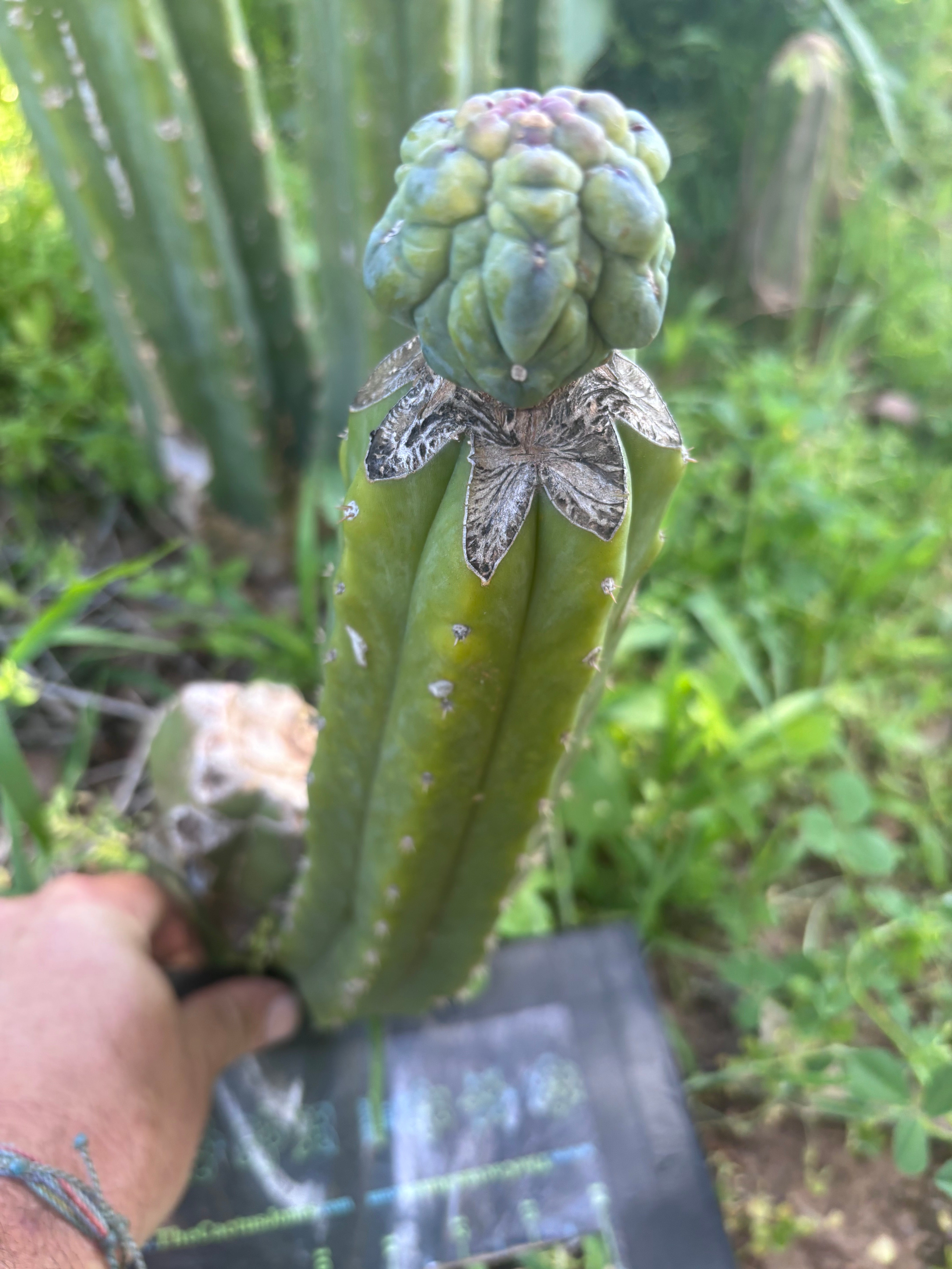 👑💎 And Again … Glorp Tip Graft