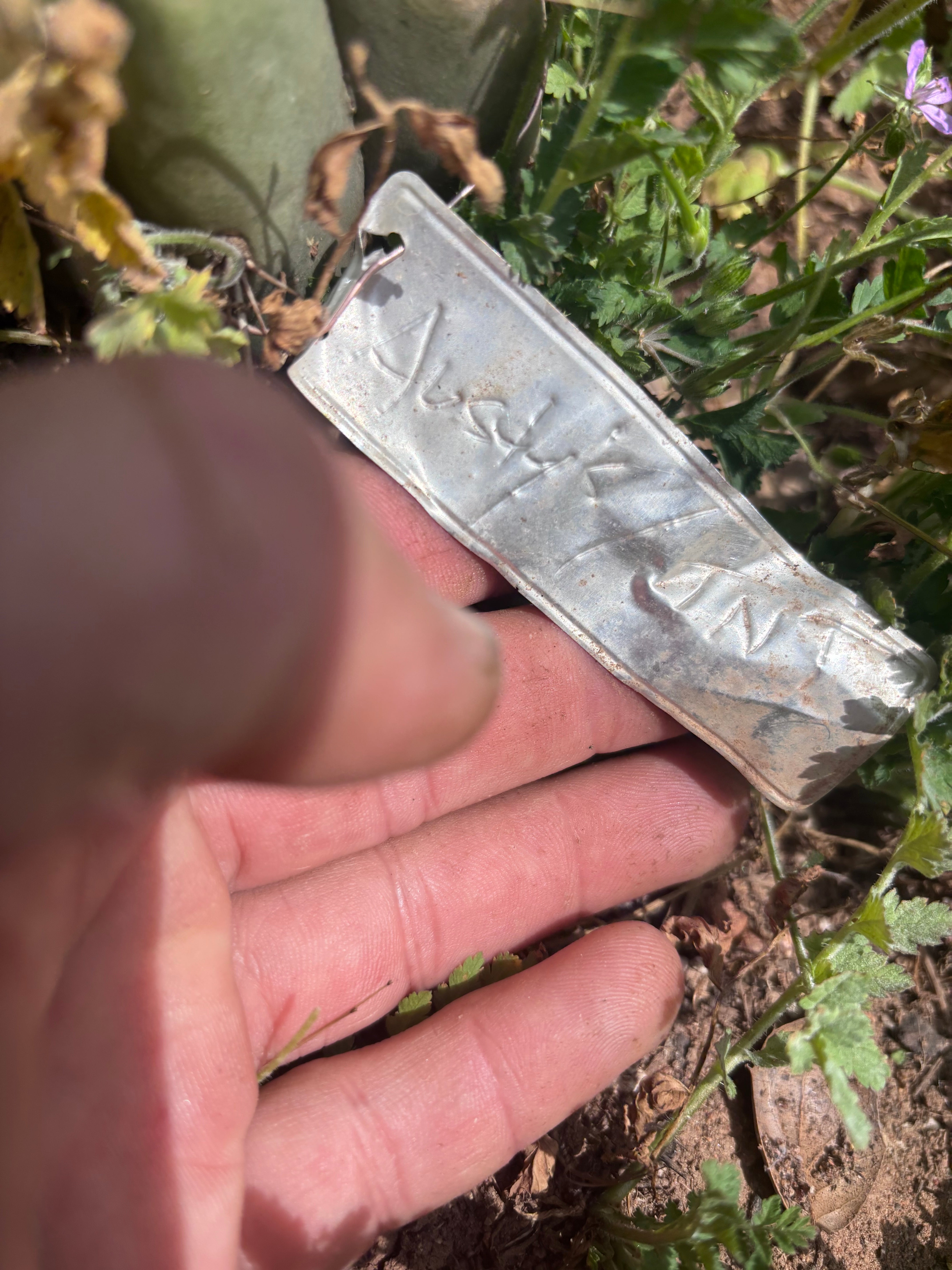💎👑🌶️🌶️ Austy’s Bomb — 6.5” Tip