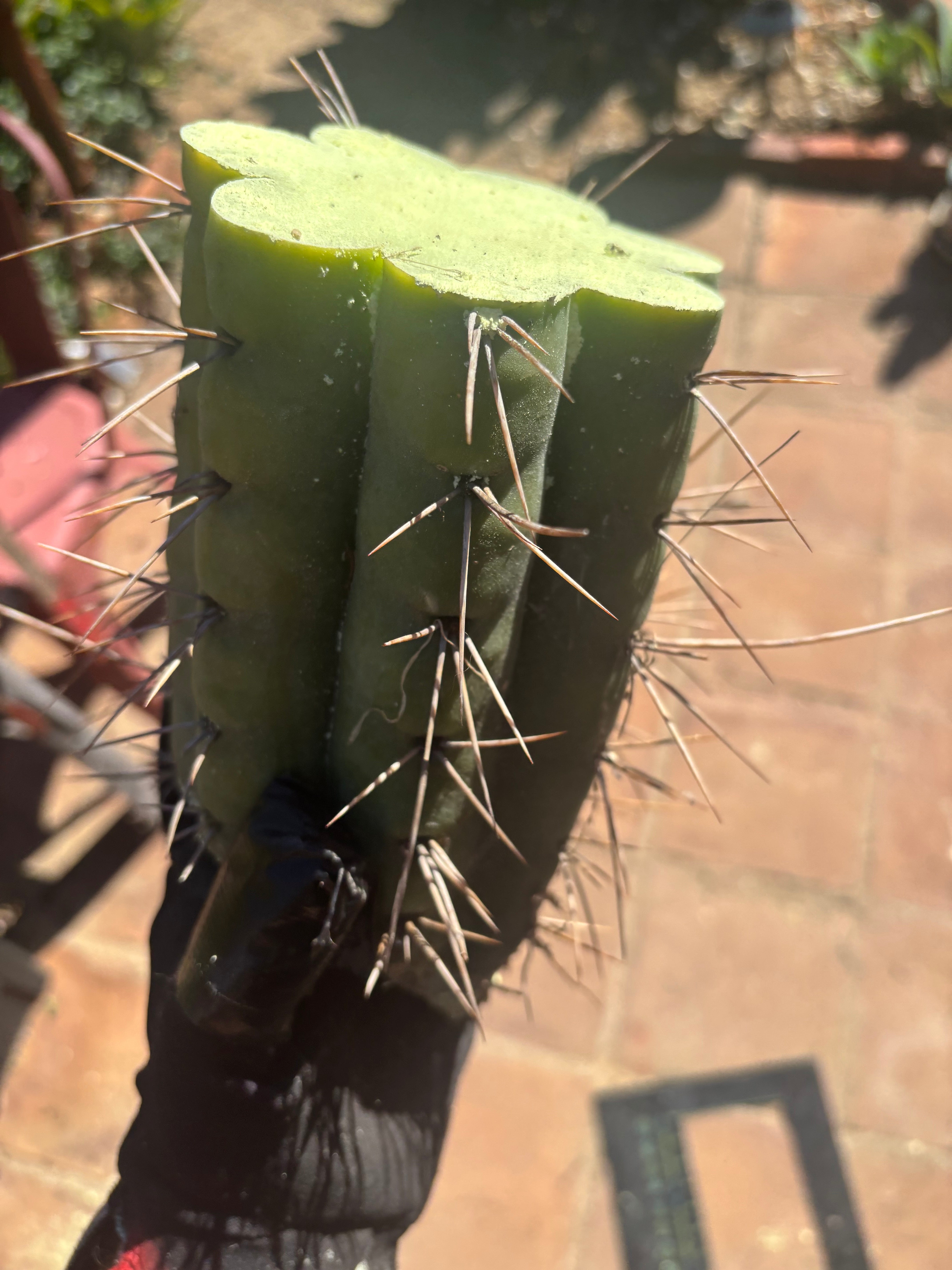 🌶️🌶️⚠️ E.R. — 9” Mega Mid