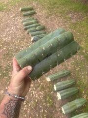 💎🌶️ SS02 x Yowie — MASSIVE 9.5” Mid