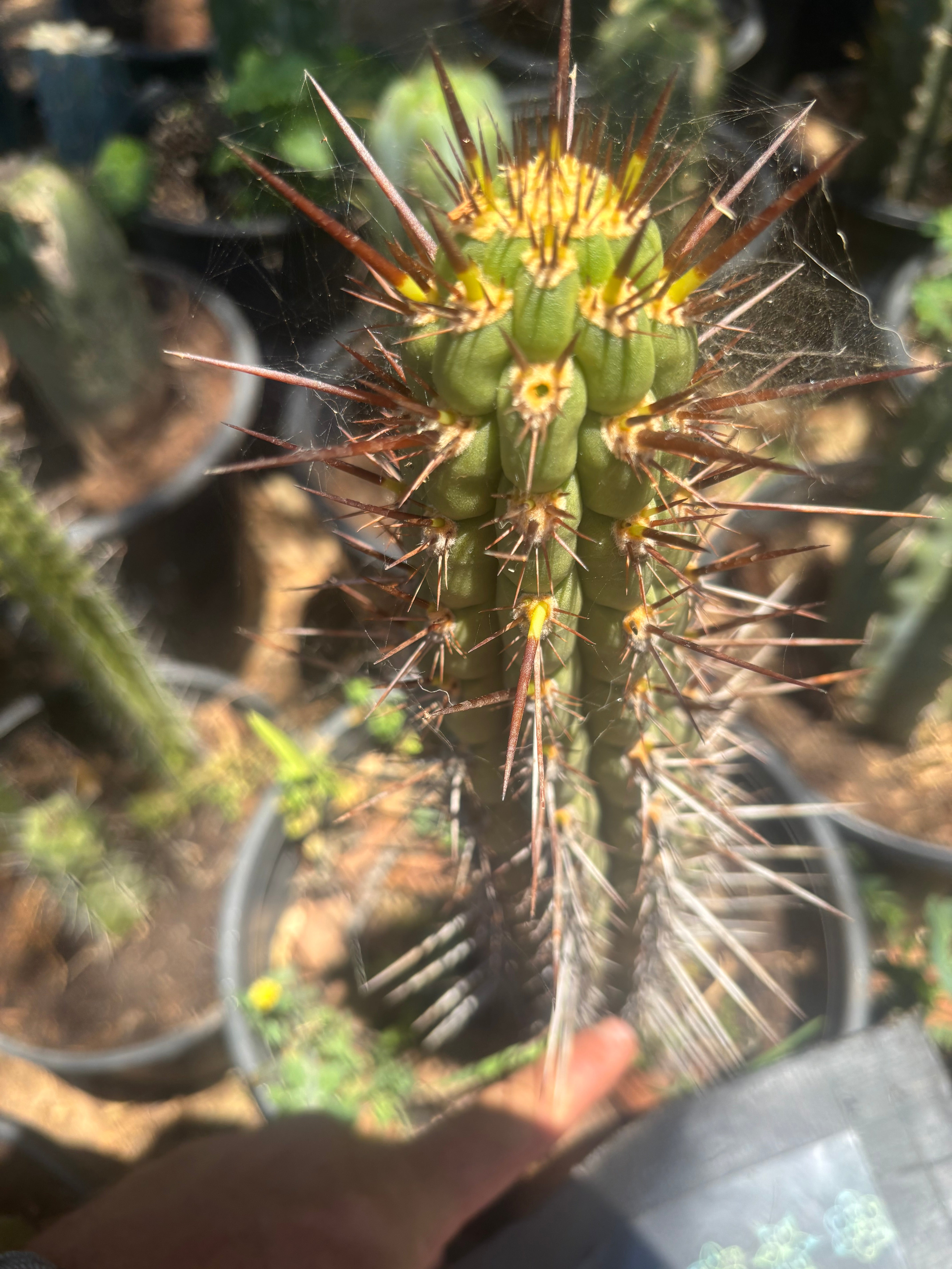 💎👑💎 T. Deserticola — 8” Tip
