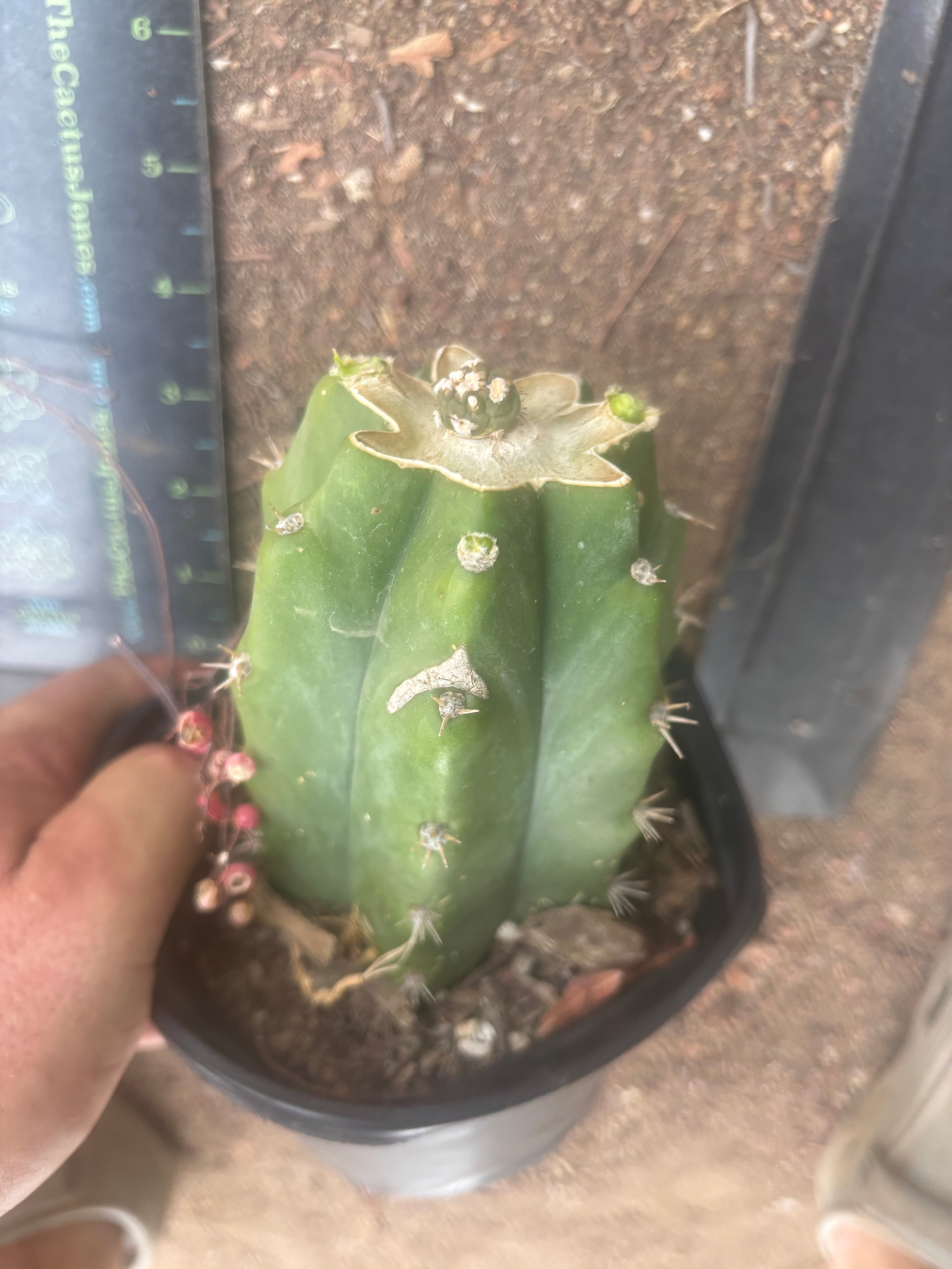 💎👑💎 SCB  — Pup Graft on Rooted PC