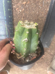 💎👑💎 SCB  — Pup Graft on Rooted PC