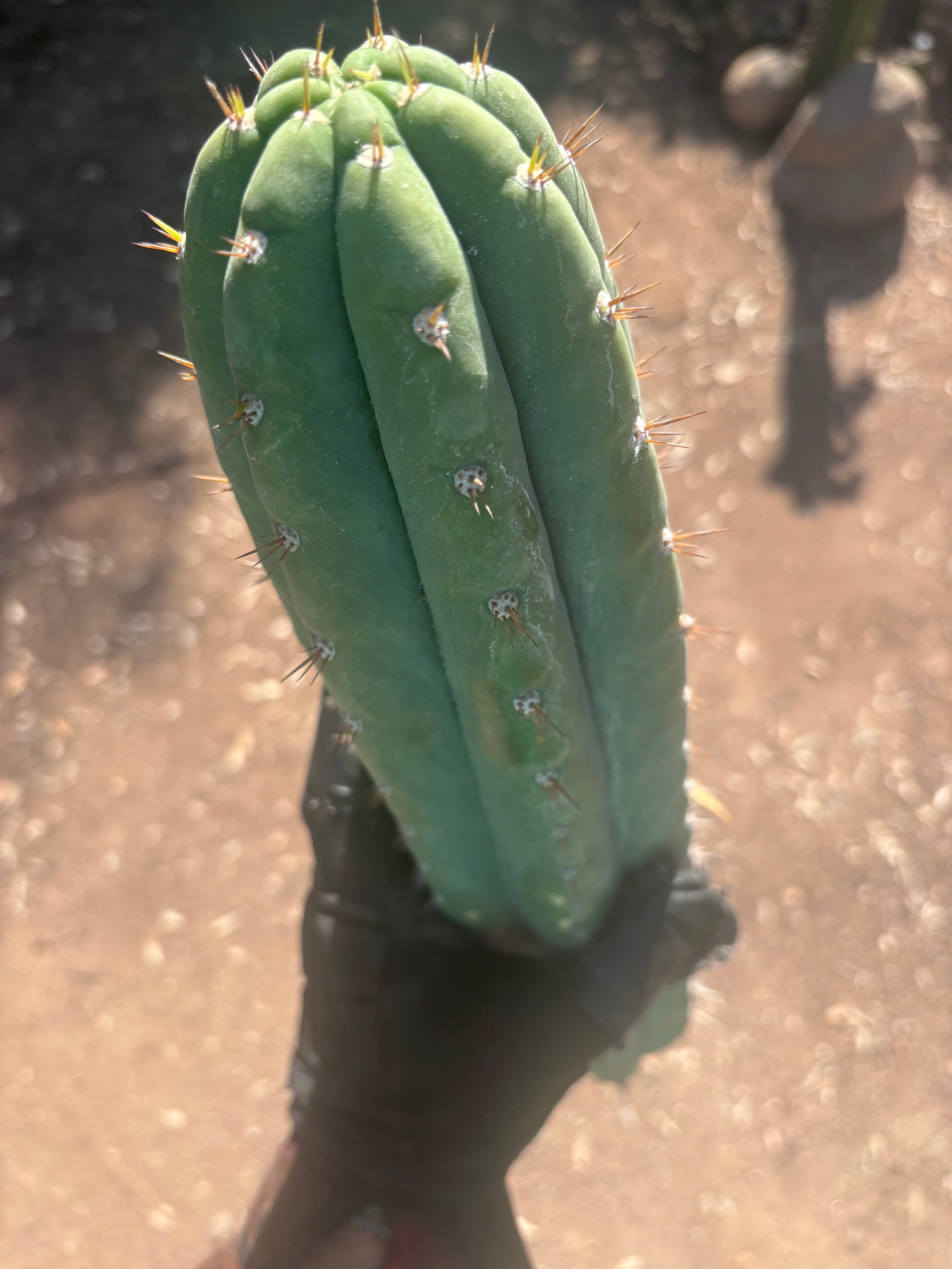 🌶️ JJOP — XL 15” Pups