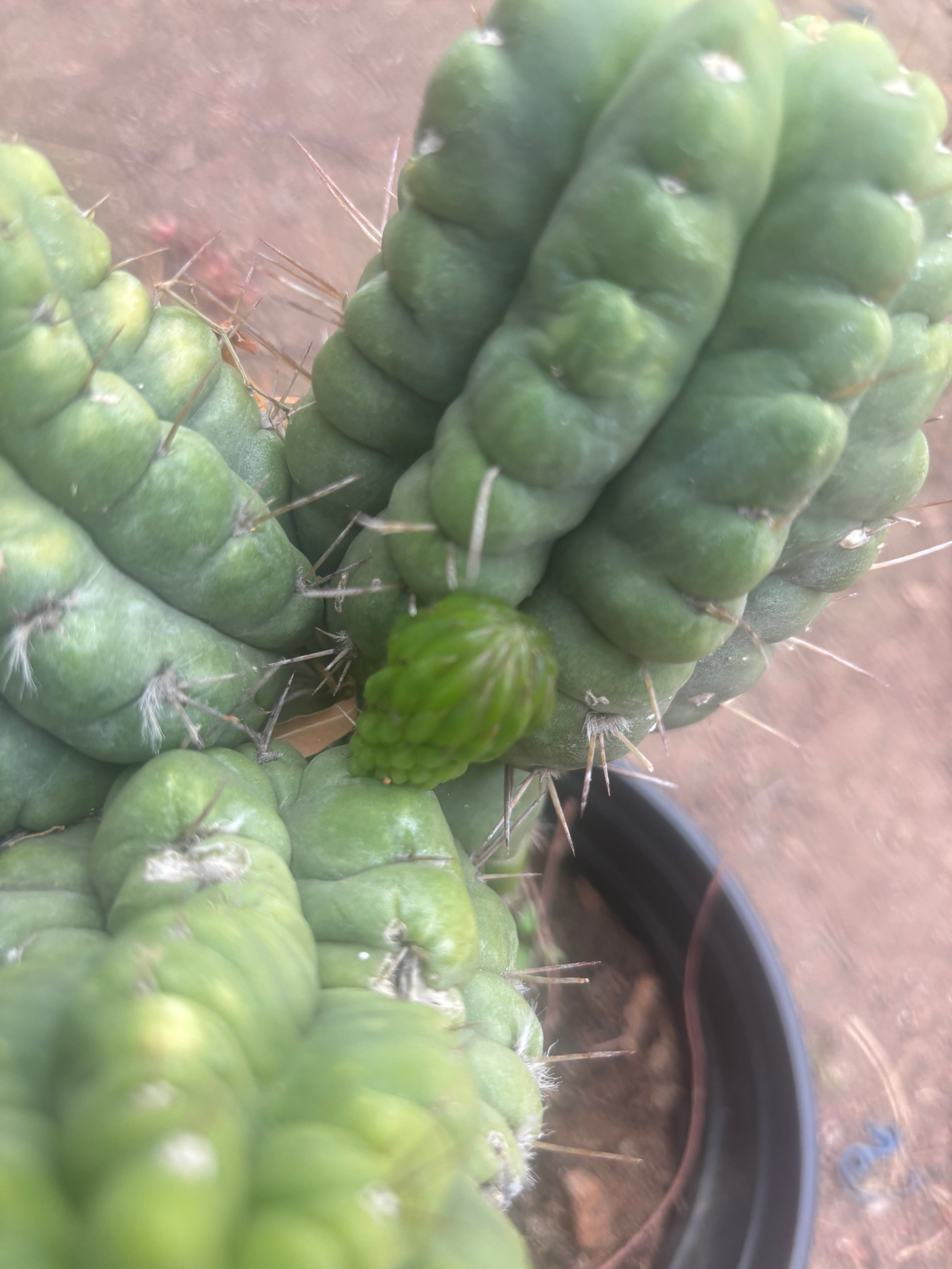 💎👑💎 Havran — XL Established Graft on Rooted PC