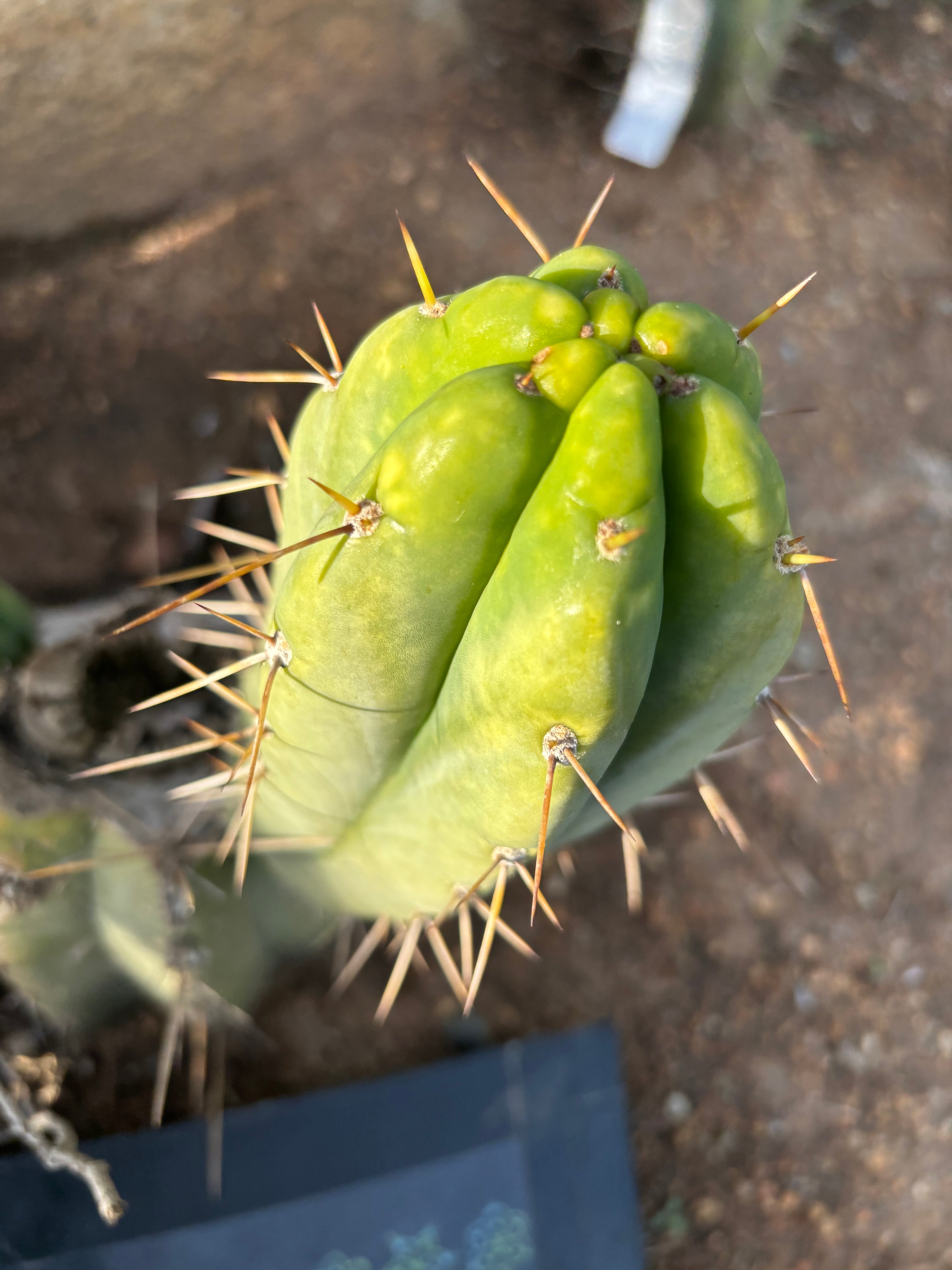 🌶️🌶️⚠️ E.R. — 7” Chonk Grenade
