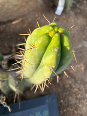 🌶️🌶️⚠️ E.R. — 7” Chonk Grenade