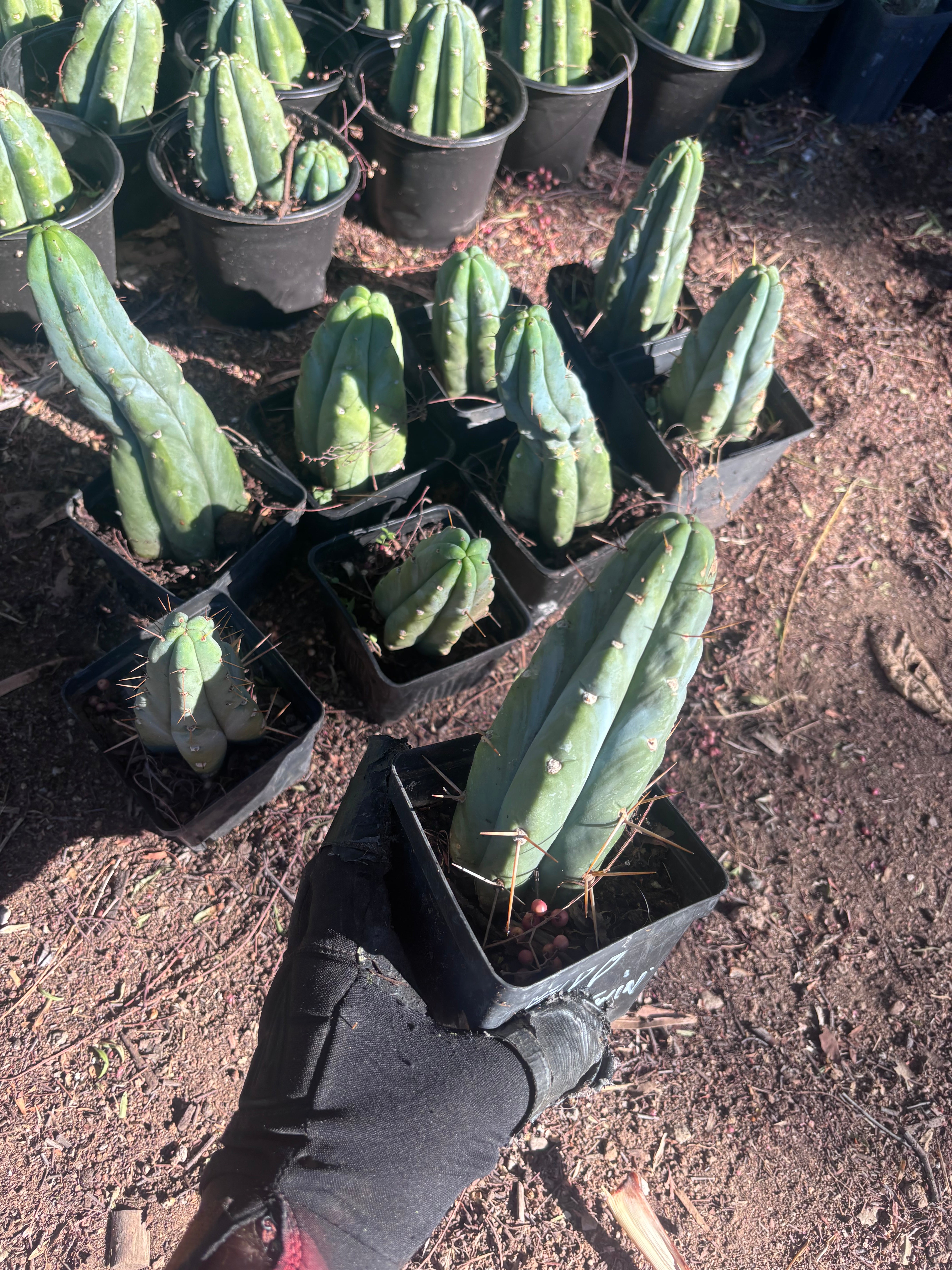 👑🌶️🌶️ Jiimz Twin Spine — Rooted Tips