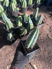 👑🌶️🌶️ Jiimz Twin Spine — Rooted Tips