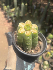 👑 Hulk’s Balls — Graft On Rooted PC