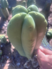 💎👑💎🌶️ Ferah — FAT 9” Tip