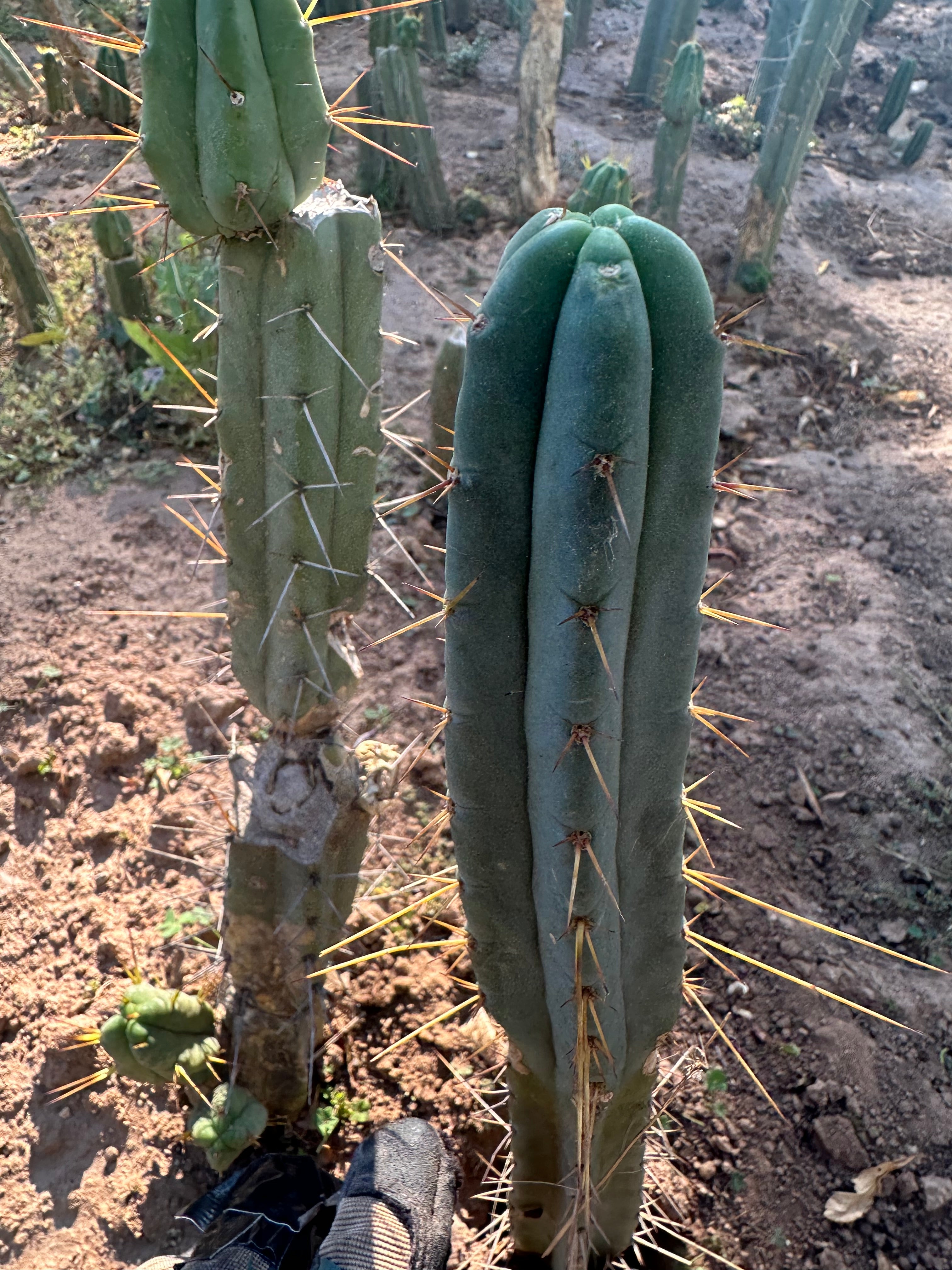 👑🌶️🌶️ Dulzura — 10” Tips (Restocked)