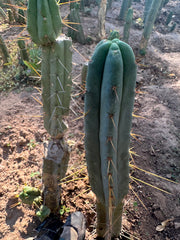 👑🌶️🌶️ Dulzura — 10” Tips (Restocked)