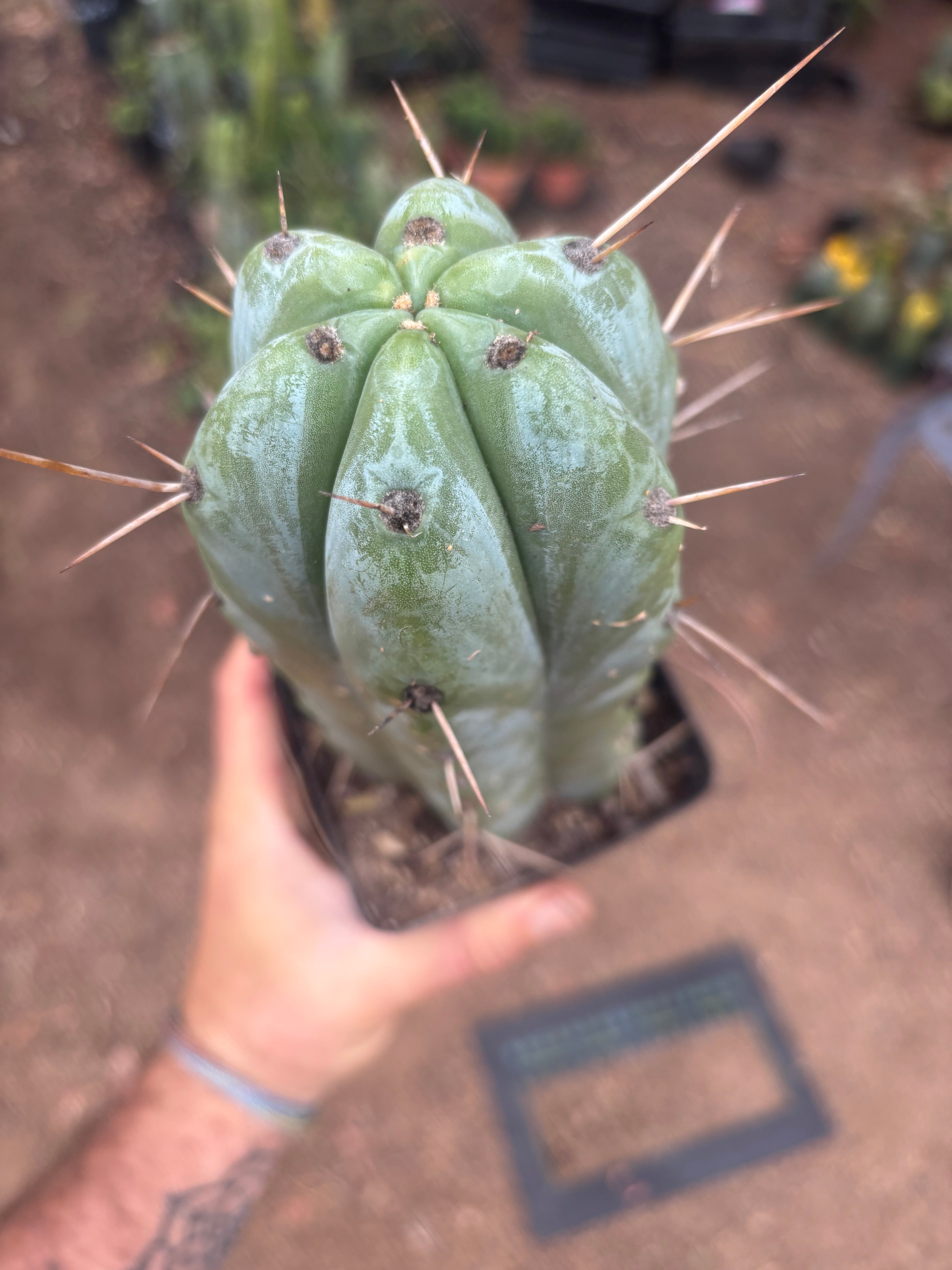👑🌶️ Psycho0’  — Fat 9” Rooted Tip